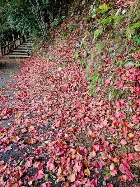 大雪山森林遊樂區森林浴步道2966003