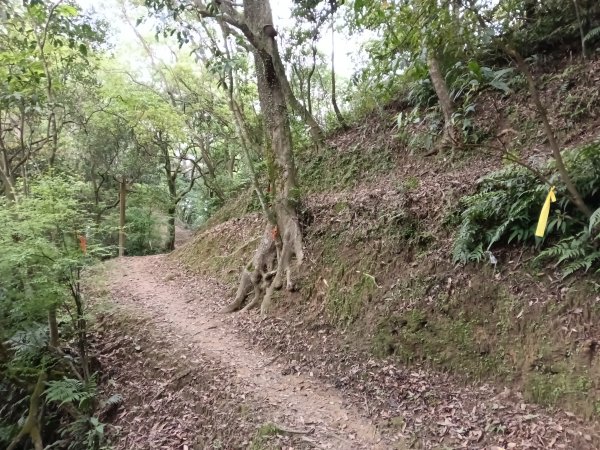 平溪區淡蘭山徑-平湖西步道+內平林山+東步道O型2769919