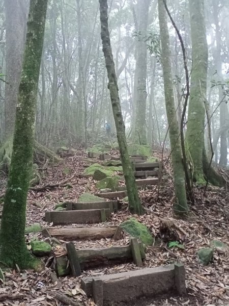 【谷關七熊,山林美境尋寶趣】屋我尾山步道1108307