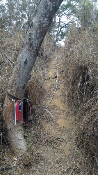 苗栗造橋口山古道595025