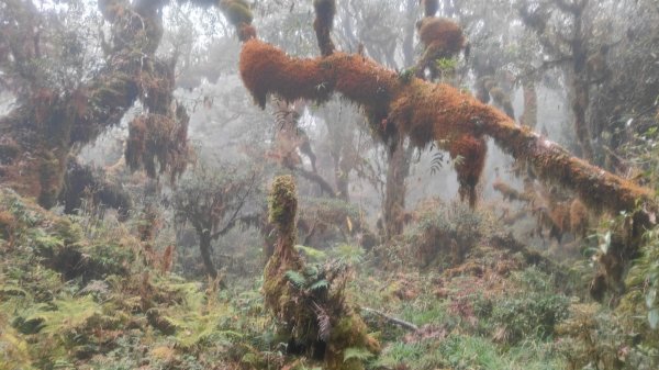 茶仁山單攻2025年4月4日2753348