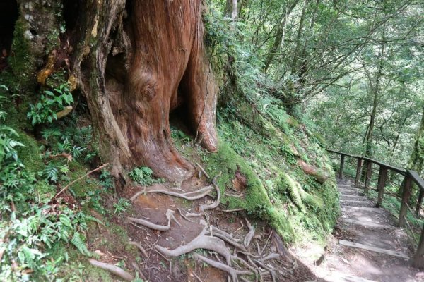 〔桃園復興〕拉拉山巨木，史詩級魔幻森林，75公頃紅檜 扁柏森林浴2237075