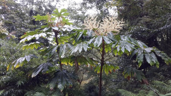 20181101~03 大霸群峰452937
