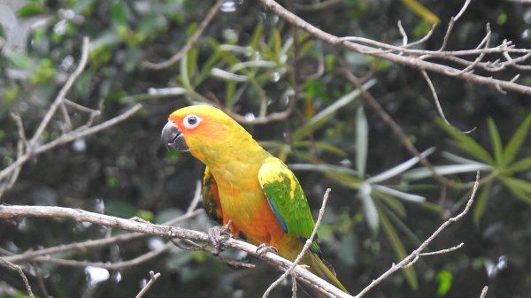 中正紀念堂-花鳥&大屯山雲海（山嵐）2/12703297