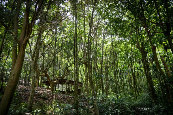 南投縣草屯鎮~九九峰森林步道1517646