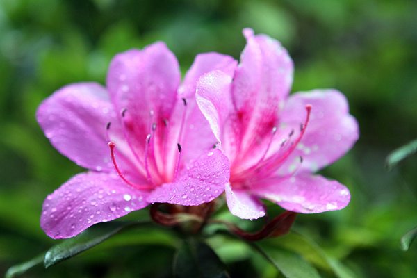 杉林溪賞花872581