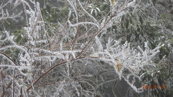 霧茫茫雪白冰封世界-太平山首度追霧淞成功202301282009467