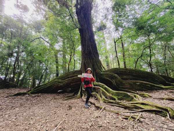 雪見大板根-202502222859811