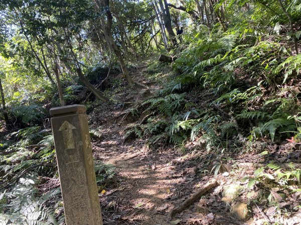 2025微笑山線大縱走尋寶集章任務-Ep.04【天上山系】望月亭桐花段｜石門內尖山東峰 ×石門內尖山2979154