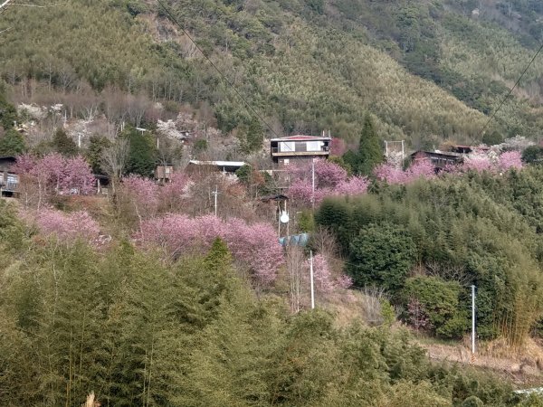 司馬庫斯賞櫻花+巨木群登山步道845210