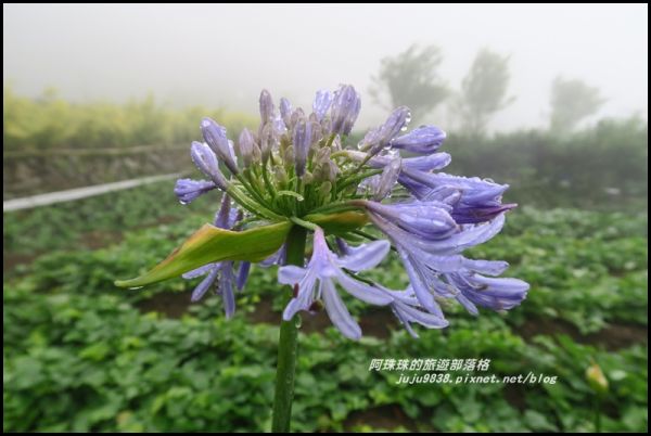 竹子湖水車寮步道賞高家繡球花347920