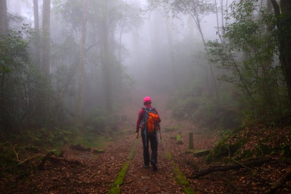 迷霧幽幽~特富野古道691948