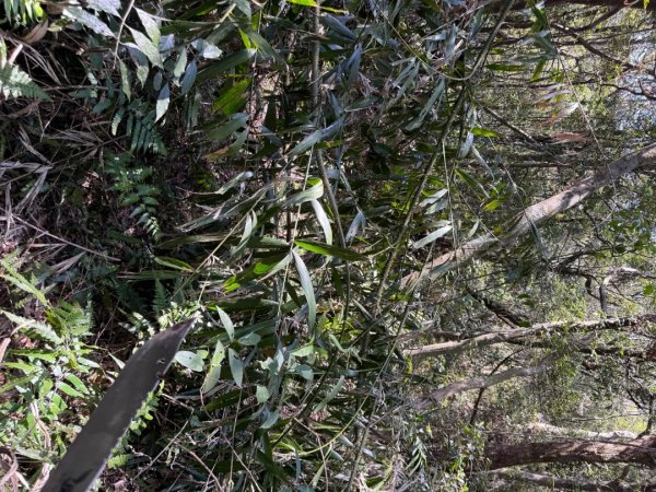 坪林五山縱走 ：九芎根山、金紙崙山、鳥嘴尖山、倒稍楠山、紀州寮山O形2745289