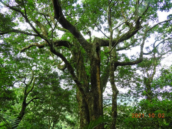 新北 坪林 四堵古道(碧湖段)1475774