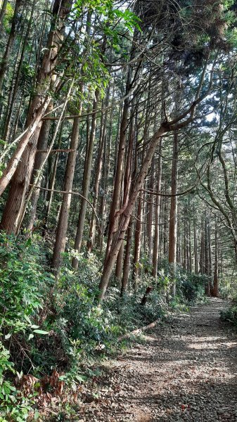 《台中》水晶蘭再現｜鳶嘴西稜線長壽山醜崠山二連峰來回202203201648923