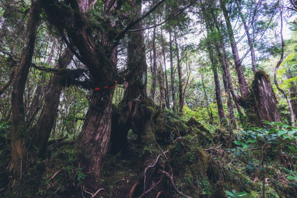 隱匿在魔幻森林裡的幻影1079804