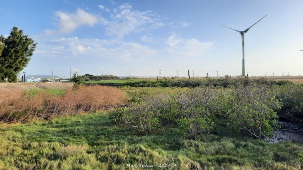 《台中》海濱夕陽｜龜殼生態公園連走大安紅樹林生態步道202410202632402