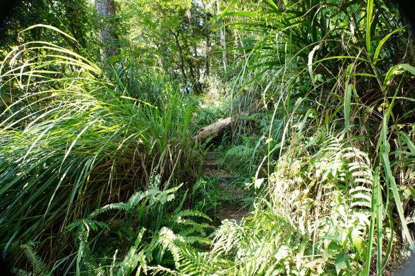 新竹 尖石 芝生毛臺山、虎禮山2903146