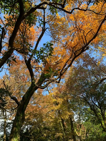 紗帽山登山步道—橫嶺古道—前山公園1966128