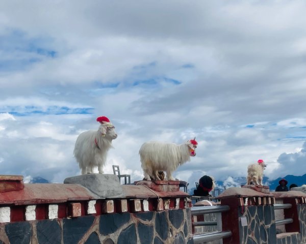 西藏♥️可愛動物🐎人物寫真/拉薩旅拍/美食2903007