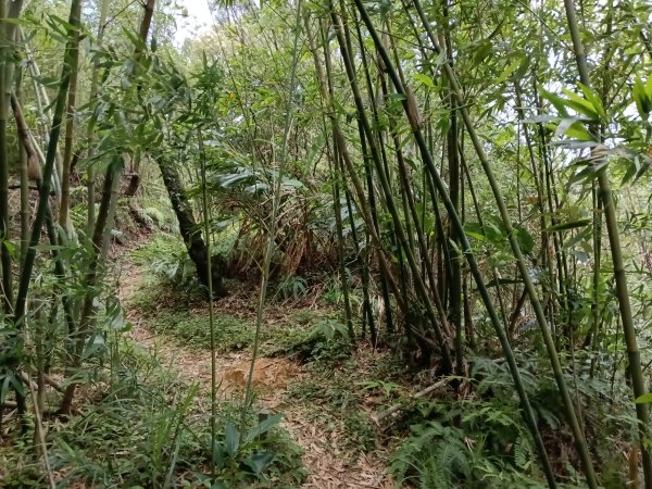 瑞芳區過港山+四腳亭砲台+深奧砲台山P字走2803745