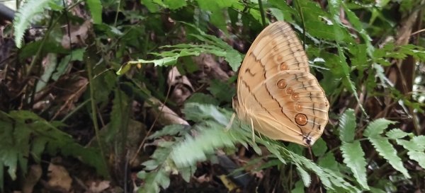 2025/07/19-大艽芎古道上溪洲山O型2841546