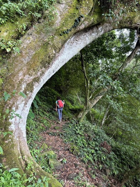 阿里山 奮瑞古道 202506282827180