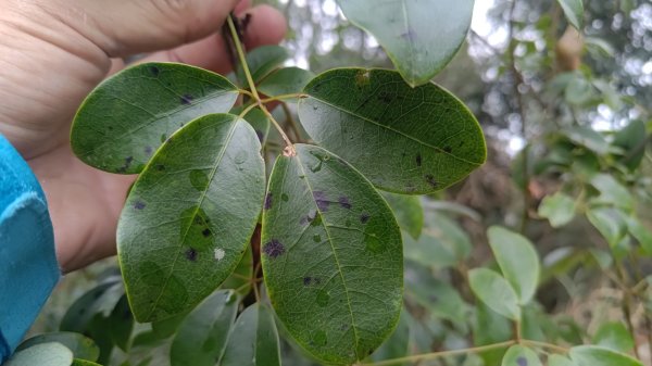 雪見遊戲區盡尾山二本松山2702673