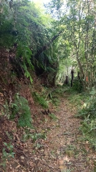 坪林區仁里坂山-火炎山未竟跟聯合艦隊除草去3125113