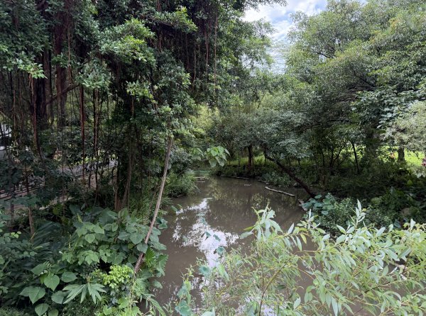 [2026臺北健走趣-06/50] 2026_0712_青年公園3098535