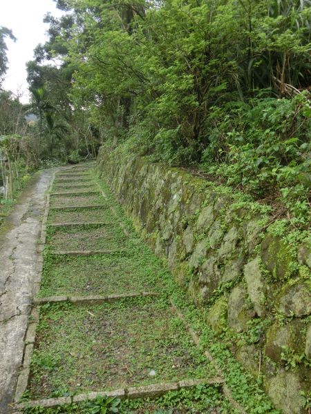 飛龍步道．樟湖步道．樟樹步道275834