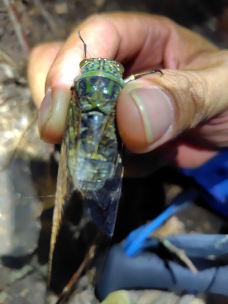 南東眼山連走有勝山2918714