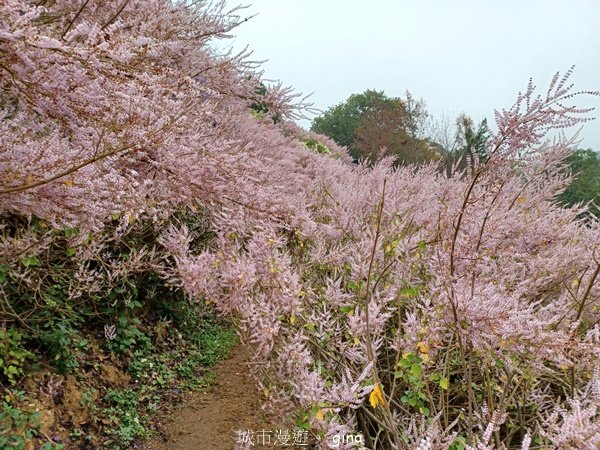 【南投中寮】粉紅山丘麝香木。 瑰蜜甜心玫瑰園2450463