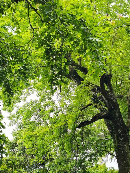 2026年臺北大縱走第七段：世界山莊至飛龍步道政大後山3032049