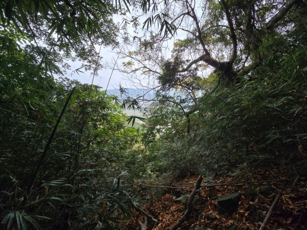 2026-02-01 靈山古道2991726