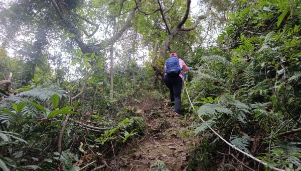 (姨婆趴趴走)第四十六集:新竹關西赤柯山及南峰、東西獅頭山、馬福山環狀縱走2685797