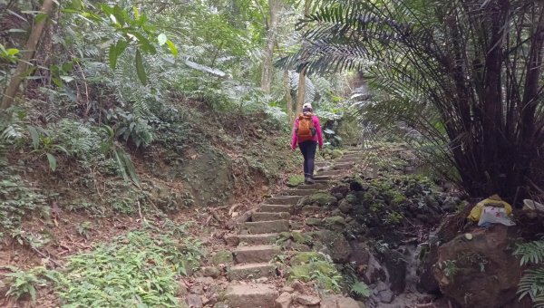 (姨婆趴趴走)第四十七集:新北土城大暖坑山等諸峰攀登連走2738747