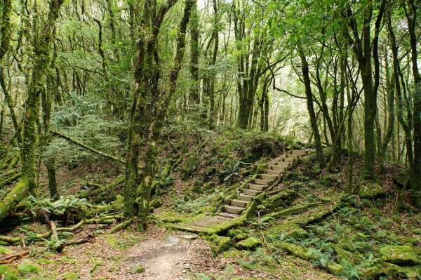 台中 和平 南松鶴山、八仙山、東松鶴山2877966