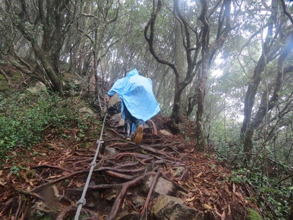 橫嶺山雨中行477693