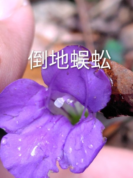 關刀山西峰 關刀山 關刀山東峰 西關刀山北峰 西關刀山北北峰2891024