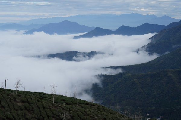 南投 鹿谷 大崙頭山、貓冬望山、樟空倫山、志騰山、竹崙山2993353