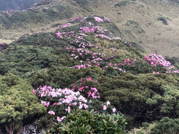 1110510合歡東峰0.8k杜鵑花1709448