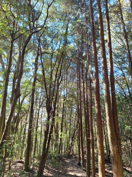 屋我尾山+G(大雪山進老鷹谷出)O型202502162713596