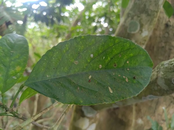 盆貿里山三盆連走2749563