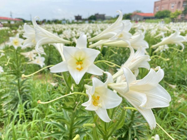 白千層鐵炮百合園、綠韻大道悠遊    2024.5.72498406