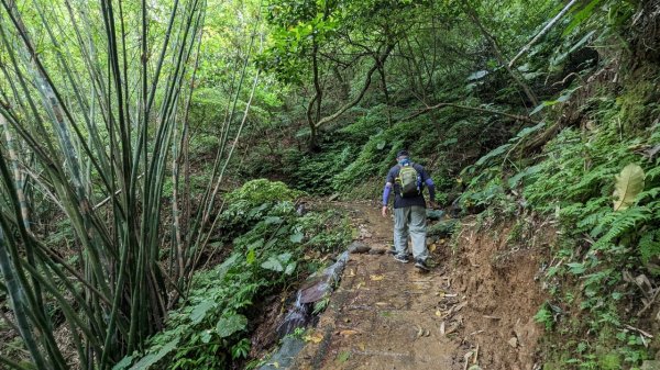 112.04.29走遍陽明山尋寶任務之坪頂古圳步道2137394