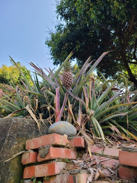 省議會後山步道2730849