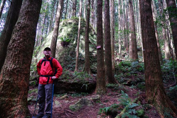 新竹關西鎮 水田林道之貴妃&那結山連走1539716