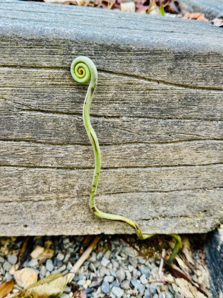 能高瀑布 福興山尋血藤3022245