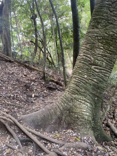 唐麻丹山3059712